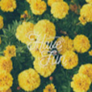 Meet your Posher, Paige